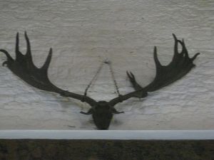 Irish elk, stood about 7 feet tall with a 12 foot antler spread.  Antlers found well preserved in peat bogs.